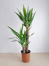 Image result for Yucca