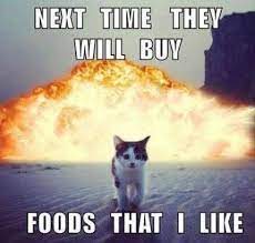 Even if you don't get it, the pictures are still cute. Super Funny Cats Memes Clean Ideas Funny Cats Funny Cat Pictures Cute Funny Animals