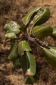 Image result for Uapaca