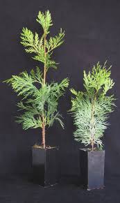 Image result for Calocedrus decurrens