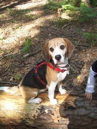 Lakis sucht ein zuhause mischlingshunde beagle (4 jahre) lakis wurde zusammen mit weiteren hunden im august 2019 von einem jäger beschlagnahmt, der 20 hunde an 50cm ketten hielt. Liebe Beagle Hundin Sucht Neues Zuhause In Wegberg Tiere Kleinanzeigen