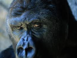 Close View Of A Gorilla Photographic Print Joel Sartore Allposters Com Animal Photography Print Gorilla Pet Portraits Photography