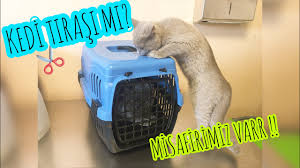 British Shorthair Kedi Tirasi Kedilerde Goz Akintisi Ve Tedavisi Kedi Tirasi Nasil Yapilir Youtube