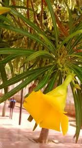 Image result for Cascabela