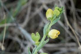 Image result for Thesium thamnus