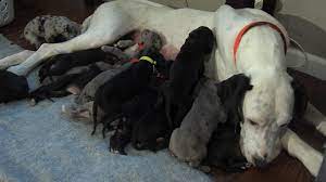 Look at pictures of great dane puppies who need a home. A Great Dane S Giant Litter 19 Puppies Abc News