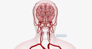 Image result for carotid artery