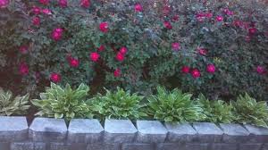 Check spelling or type a new query. Knockout Roses And Hostas Knock Out Roses Are Definitely Just That Knockout Roses Hostas Landscaping With Hostas