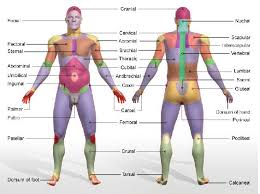 Anatomy And Physiology Science Olympiad Student Center Wiki