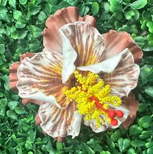 Image result for Hibiscus seineri