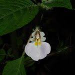 Image result for Impatiens burtonii