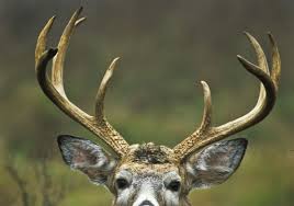 Download High Buck Harvest Resulted In The Most Deer Taken In 15 Years Pittsburgh Post Gazette