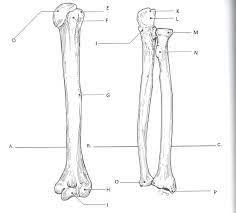 Maybe you would like to learn more about one of these? Radius And Ulna Label Anatomy Bones Radius And Ulna Anatomy Coloring Book