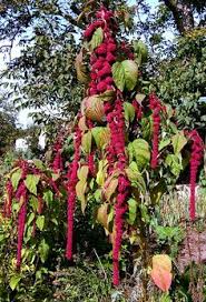 Pin Auf Garten