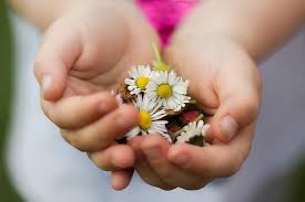 Flowers that represent love for a child. Nature Hand Small Flowers Child Love Human Daisy Gift Finger Spring Pikist