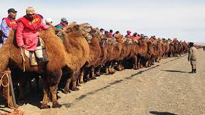 How many camels for your boyfriend? Video Thousands Take Part In Largest Camel Race As Part Of Initiative To Increase Animal S Population In Mongolia Guinness World Records