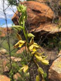 Image result for Eulophia angolensis