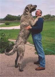 Mutlaka Gormelisin Dunyanin En Buyuk 8 Kopek Turu Kopek Cinsleri Pinterest Dogs Irish Wolfhound Ve Dog Breeds