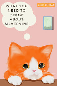 Cat accessories, silvervine and valerian root for cats, gifts for cat lovers, medical meowijuana catnip id as well as cat toys, cat treats, and apparel! What You Need To Know About Silvervine Cat Lovers Cats Cat S