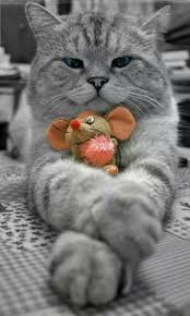 Such A Pretty Face Love Cats Slvh Kedi Kedi Hayvanlar Ve Kedi Evi