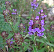 (also try the red/pink gallery as pale flowers can vary.) there are links to monographs on each weed with a full picture and information about the habits and ways to treat it. Selfheal Identify Prevent Control This Lawn Weed