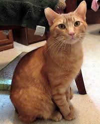 Maybe you would like to learn more about one of these? Ocie Is At West Coast Dog And Cat Rescue In Eugene Oregon He Was Saved From Hoarders And Now This Playful Sweet Ki Puppy And Kitten Kittens Cutest Cute Cats
