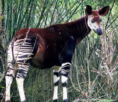 The Okapi Okapia Johnstoni Aka The Forest Giraffe Congolese Giraffe Or Zebra Giraffe Is A Very Rare Mammal Nativ Bizarre Animals Unusual Animals Rare Animals
