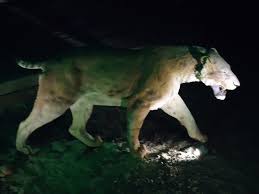Diferencia entre un tigre macho y hembra. Tigre Dientes De Sable Del Lugar Fotografia De Cueva De La Peruyal Avin Tripadvisor