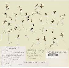 Image result for Crepidomanes inopinatum