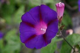 Morning Glory Google Search Flower Essences Morning Glory Flowers