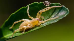 Image result for yellow sac spider bite skin