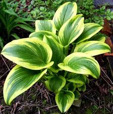 Funkien Hosta Sorte Hosta Aureo Marginata Hosta Pflanzen Pflanzen Schatten Funkien