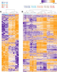 The Architecture Of Protein Synthesis In The Developing Neocortex At Near Atomic Resolution Reveals Ebp1 Mediated Neuronal Proteostasis At The 60s Tunnel Exit Biorxiv