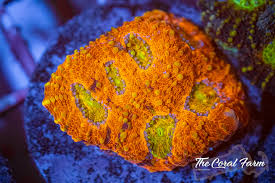 Image result for Acrachne