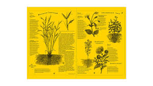 Image result for Monocymbium