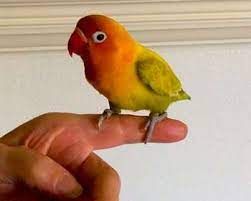 Owned and operated by the same local family for over 30 years. Handfed Lovebirds For Sale