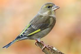 Vogelportrat Grunfink Nabu Grunfink Vogel Im Garten Die Schonsten Vogel