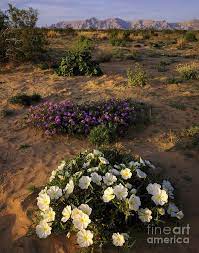 Maybe you would like to learn more about one of these? Desert Flowers Arizona Photograph By Willard Clay