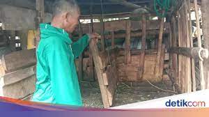 Taman edukasi satwa dan ternak sato. Ternak Warga Kudus Mati Penuh Luka Kades Duga Diterkam Macan Tutul