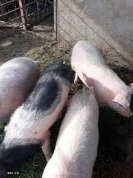 We did not find results for: Pret Kg Carne Porc Abator Diana