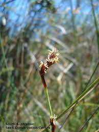 Image result for Maerua juncea