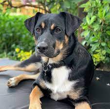 11 Lab Mixes Fit For Active Families Daily Paws