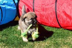 Puppy training classes in phoenix on yp.com. Puppy Training Phoenix Puppy Training Classes Az Dog Sports