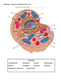 Maybe you would like to learn more about one of these? Plant And Animal Cells Word Bank Organelle