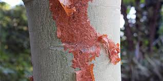 Image result for Sterculia quinqueloba