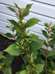 From spring until the first frost, lipstick red flowers are produced in great quantities and literally cover the foliage of narrowly ovate, green leaves. What S Wrong With My Sonic Bloom Weigela Gardening Landscaping Stack Exchange