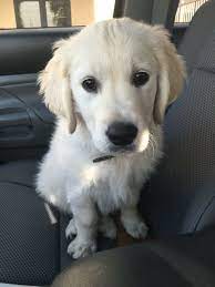 English Cream Golden Retriever Englishcreamgoldenretriever Love Our Baby Golden Retriever White Retriever English Golden Retrievers