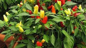 Ini dia rahasia cara budidaya cabe merah untuk mendapatkan hasil panen yang melimpah. 6 Cara Menanam Cabe Sendiri Di Rumah Dengan Mudah Dan Pasti Berbuah Lifestyle Liputan6 Com