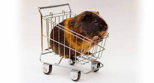 Tell a friend and get $10 · free shipping on $49+ Where To Buy Guinea Pigs Your Options And How To Choose