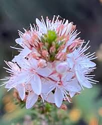 Image result for Tetragonia calycina